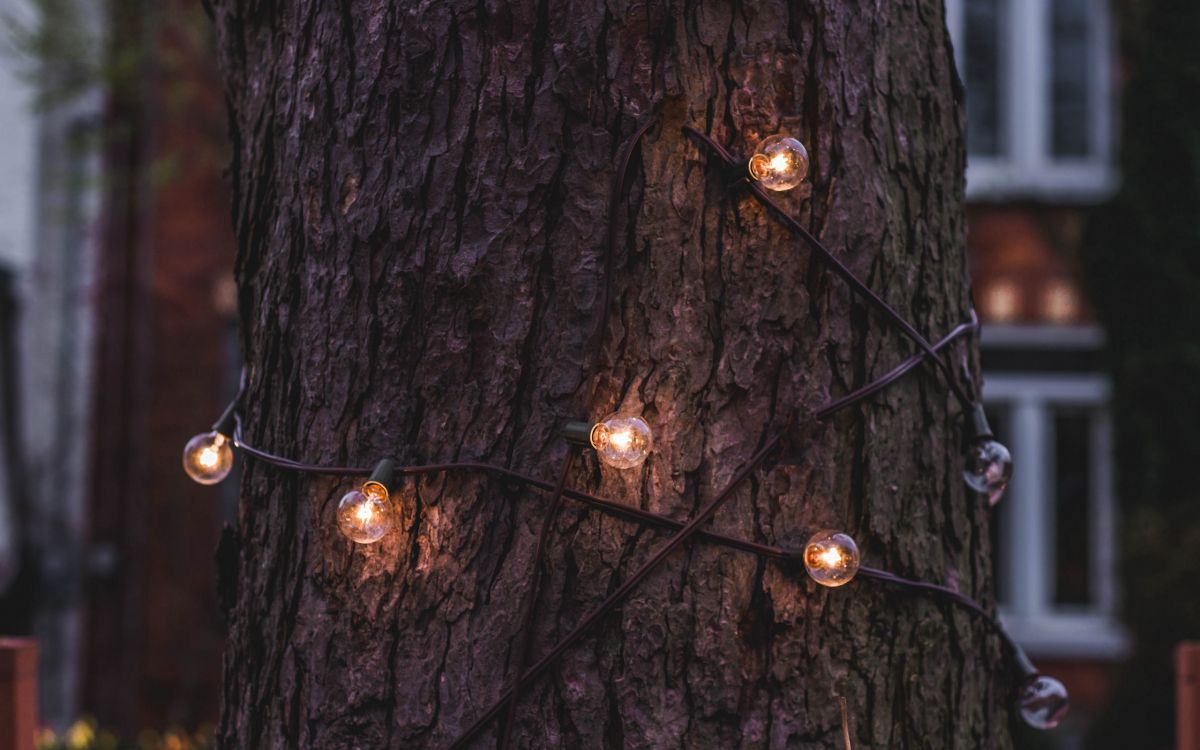 Weihnachtsbeleuchtung, Baum, Licht, Branch, Holz. Wallpaper in 2560x1600 Resolution