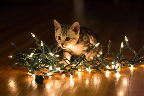 Image brown tabby kitten on brown wooden table