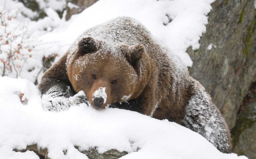 Image brown bear on snow covered ground during daytime