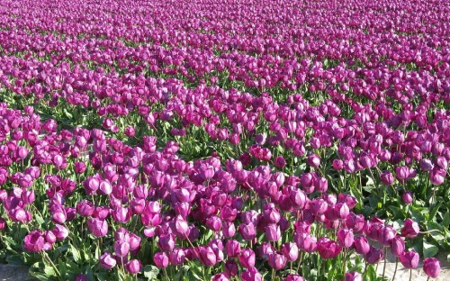 Image purple flower field during daytime