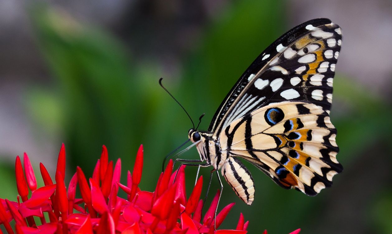 Schwarz-Weiß-Schmetterling Thront Auf Roter Blume in Nahaufnahme Während Des Tages. Wallpaper in 2331x1388 Resolution