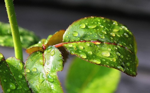 Image water droplets on green leaf