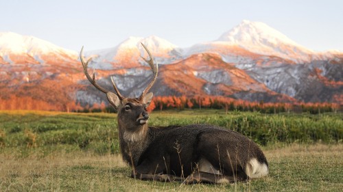 Image brown deer on green grass field during daytime