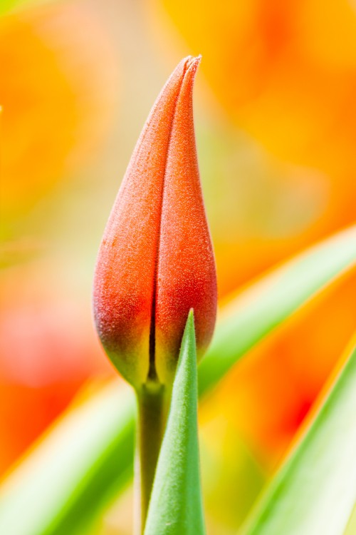 Image red and yellow tulip in bloom close up photo