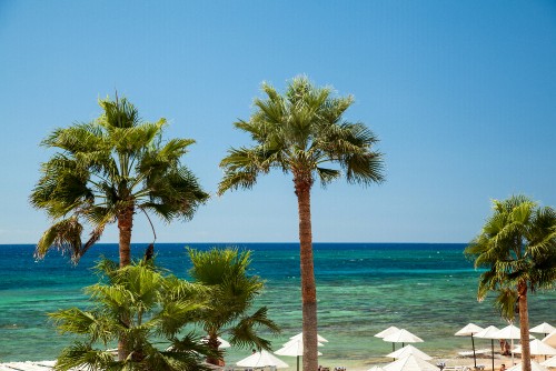 Image palm tree near body of water during daytime