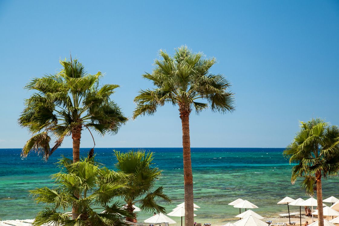 palm tree near body of water during daytime