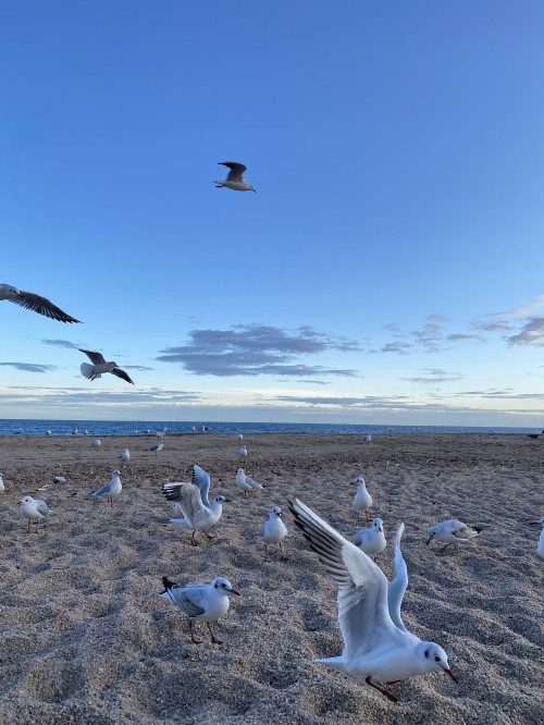 Image bird, wing, animal migration, Adaptation, bird migration