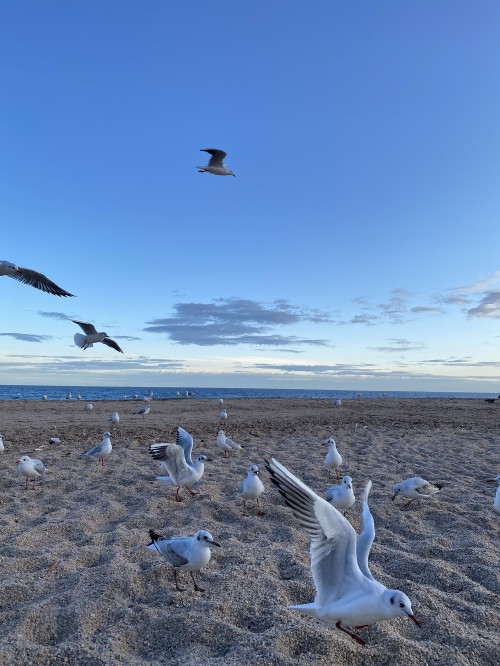 鸟类迁徙壁纸 鸟类迁徙高清图片 免费下载图片