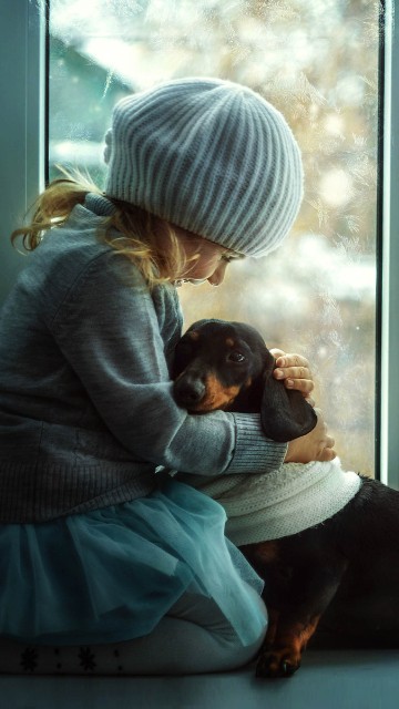 Image dachshund, dog, window, sitting, cap