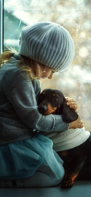 Image dachshund, dog, window, sitting, cap