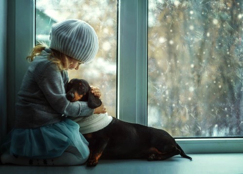 Image dachshund, dog, window, sitting, cap