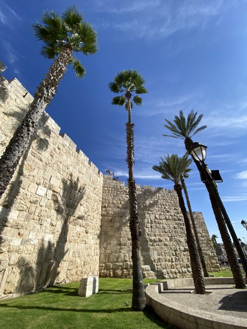 Image archaeological site, palm trees, ancient history, ruins, wall