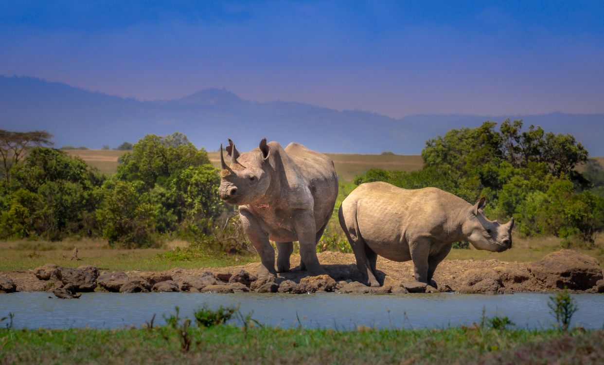 brown rhinoceros on green grass field during daytime