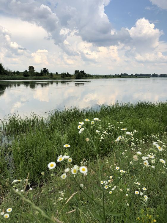 Naturschutzgebiet, Salzwiesen, Natürlichen Umgebung, Naturlandschaft, Pflanzen-Gemeinschaft. Wallpaper in 1536x2048 Resolution