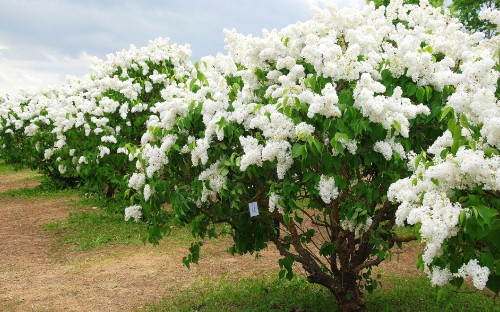 Image white flowers on green grass field during daytime