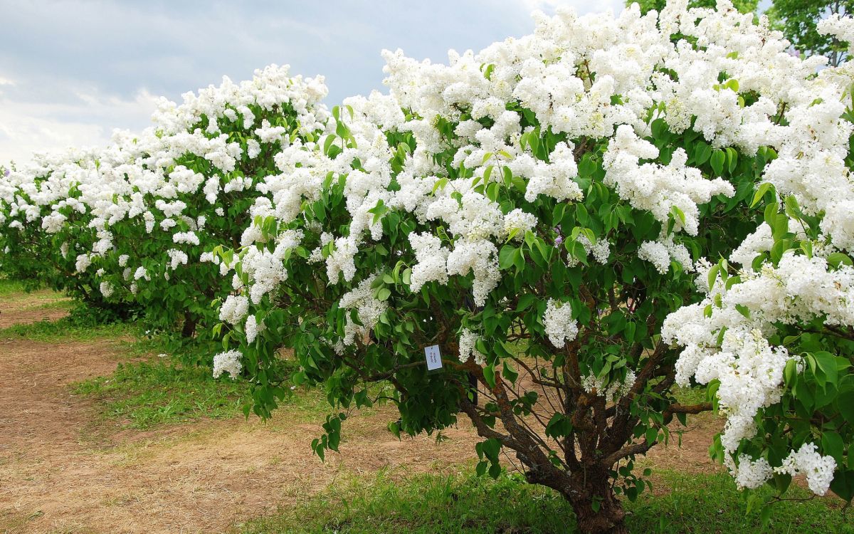 white flowers on green grass field during daytime