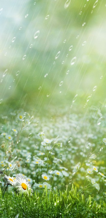 Image rain, flower, plant, People in nature, water