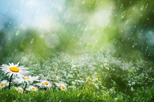 Image rain, flower, plant, People in nature, water