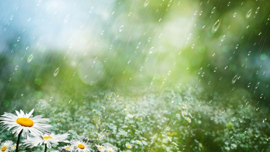 Image rain, flower, plant, People in nature, water