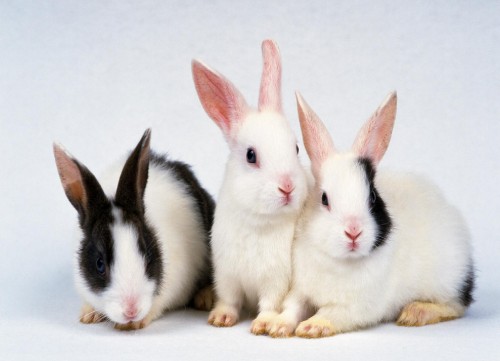 Image white and black rabbit on white table