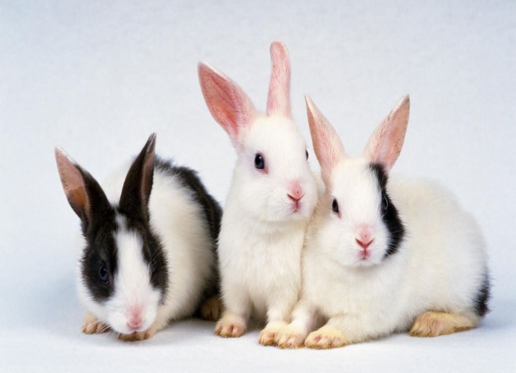 white and black rabbit on white table