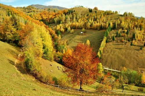 Image green and brown trees on green grass field during daytime