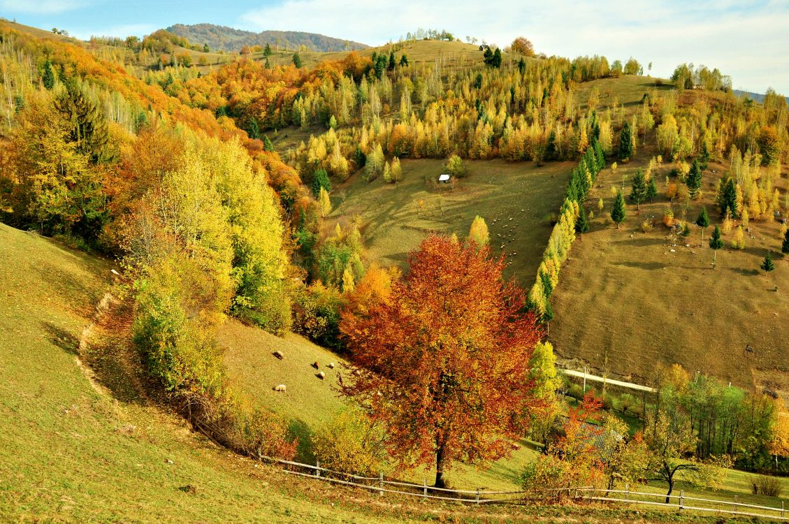 green and brown trees on green grass field during daytime