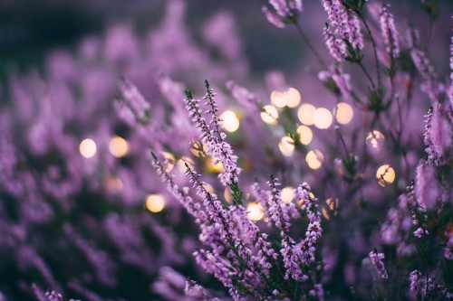 Image lavender, flower, purple, color, plant