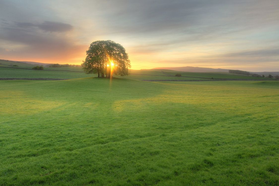 green grass field during daytime