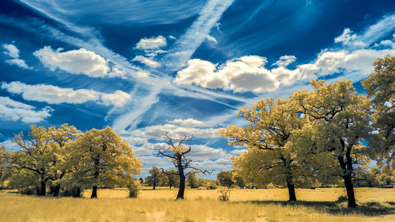 green tree on brown grass field under blue sky and white clouds during daytime