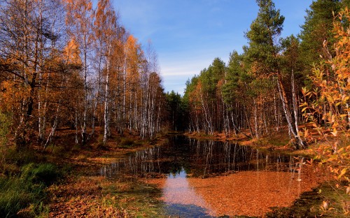 Image brown trees beside river under blue sky during daytime