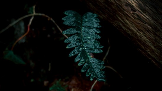 Image Plants, leaf, fern, green, darkness