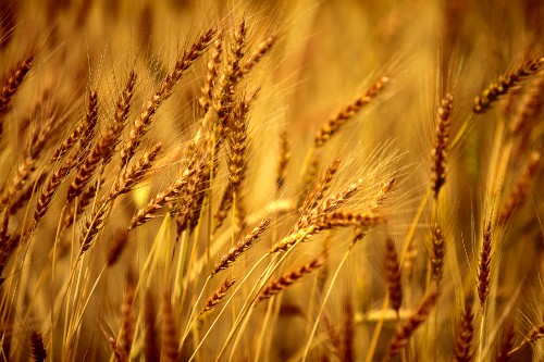 Image brown wheat field during daytime