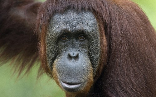 Image brown and black monkey in close up photography