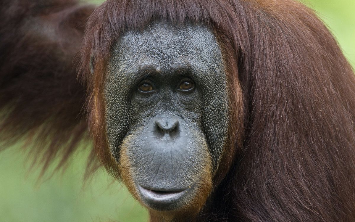 brown and black monkey in close up photography