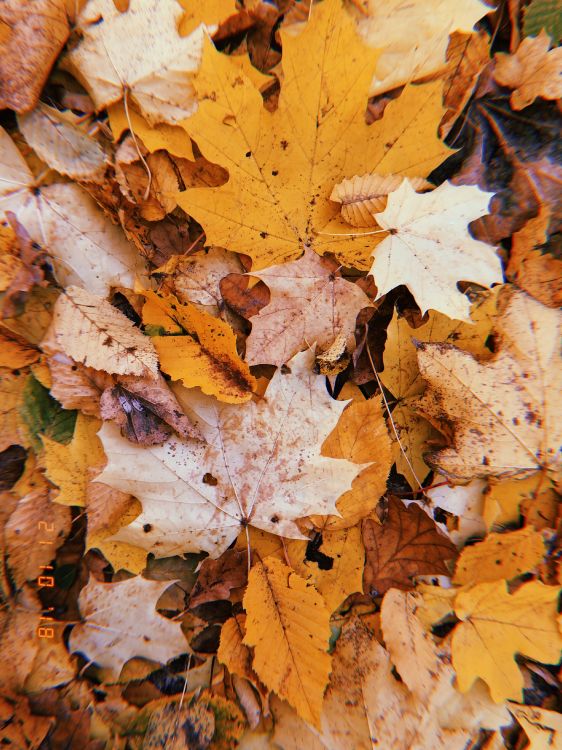 Feuille, Rameau, Sciences, Biologie, Plante. Wallpaper in 3024x4032 Resolution