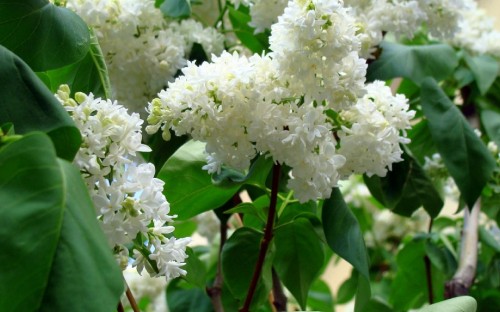 Image white flowers with green leaves