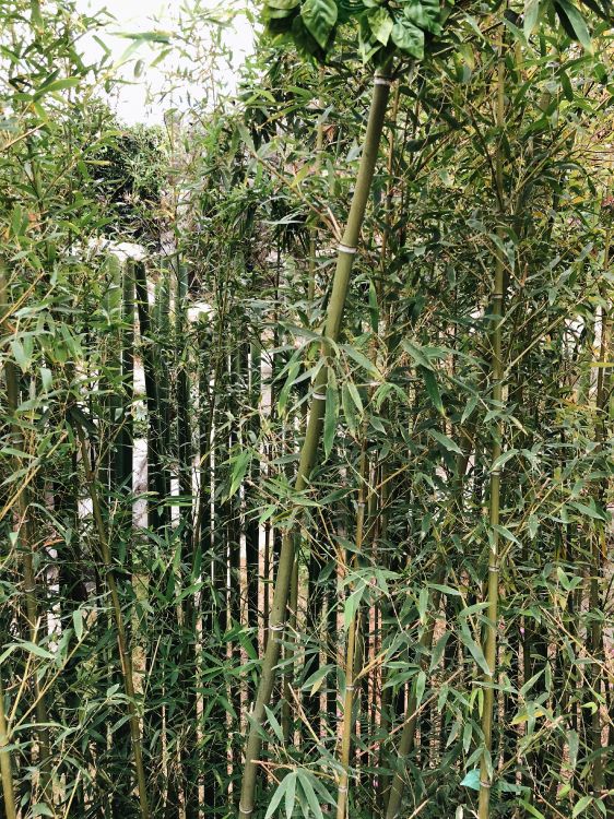 la Vegetación, Arbustos, la Botánica, Planta Terrestre, Tallo de la Planta. Wallpaper in 3024x4032 Resolution