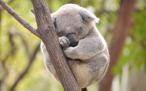 Image koala bear on brown tree branch during daytime