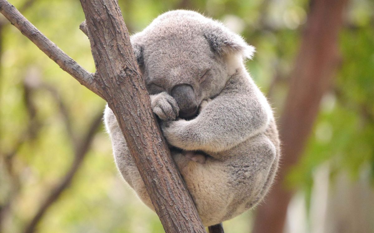 koala bear on brown tree branch during daytime