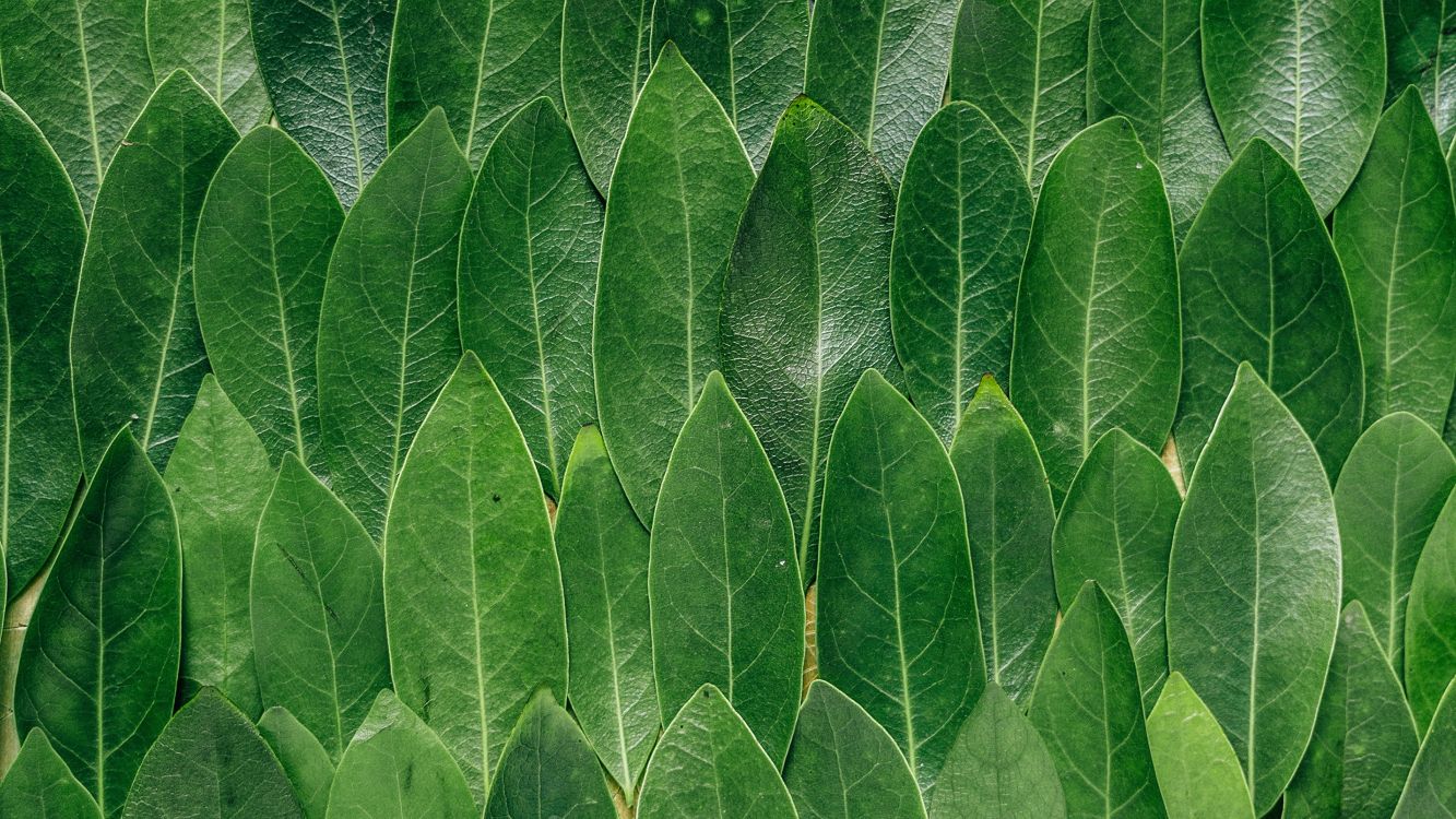 绿色的, 鸵鸟蕨类植物, 植物干, 纹理, 草家庭 壁纸 3840x2160 允许