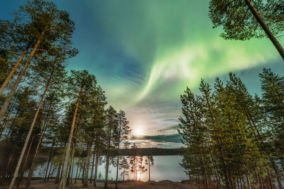 green trees near body of water during daytime