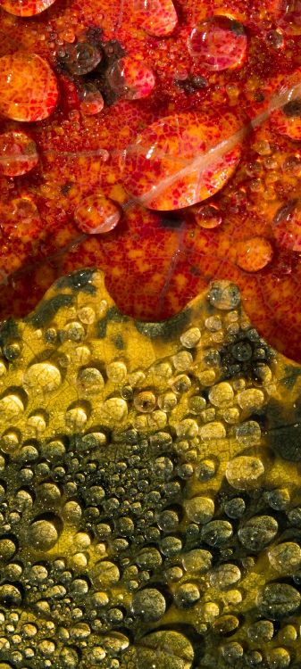 Marine Biologie, Korallenriff, Korallenriff-Fische, Natur, Wirbellose. Wallpaper in 1080x2400 Resolution