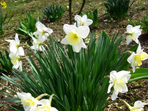 Image white flowers with green leaves