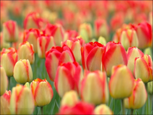 Image red tulips in bloom during daytime