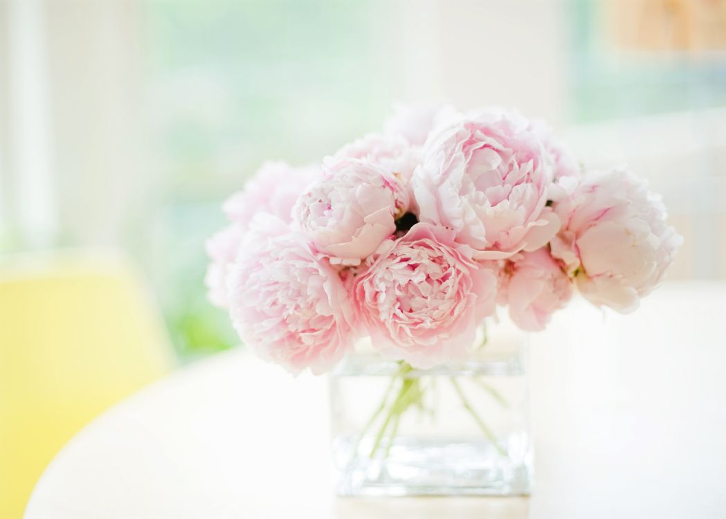牡丹, 白色, 粉红色, 切花, 玫瑰花园 壁纸 3787x2706 允许