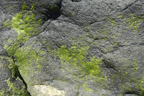 Image green moss on gray rock