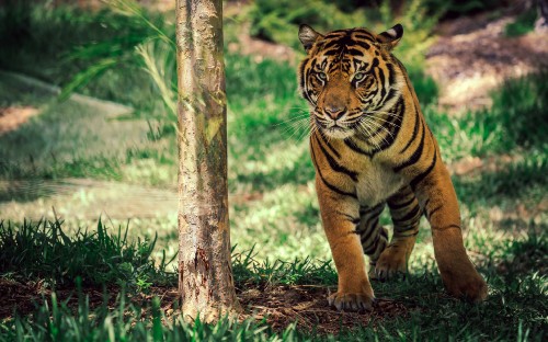 Image brown and black tiger walking on green grass during daytime