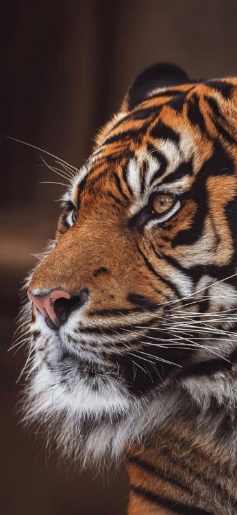 老虎 孟加拉虎 西伯利亚虎 猫科 自然环境高清壁纸 动物图片 桌面背景和图片