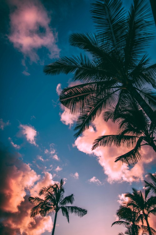 Image tree, palm tree, cloud, daytime, tropics